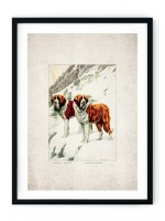St. Bernards Giclee Print