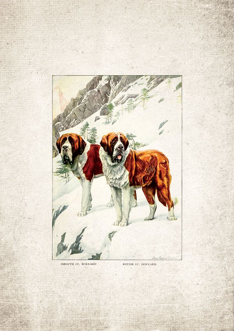 St. Bernards Giclee Print St. Bernards Giclee Print