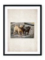 Pug Giclee Print