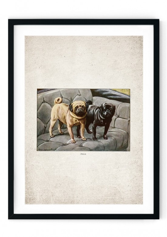 Pug Giclee Print