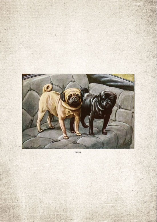 Pug Giclee Print