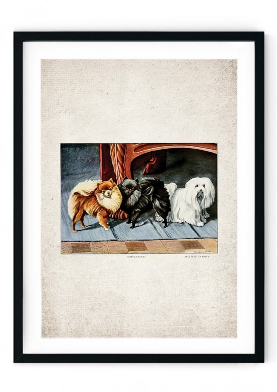 Pomeranian Giclee Print