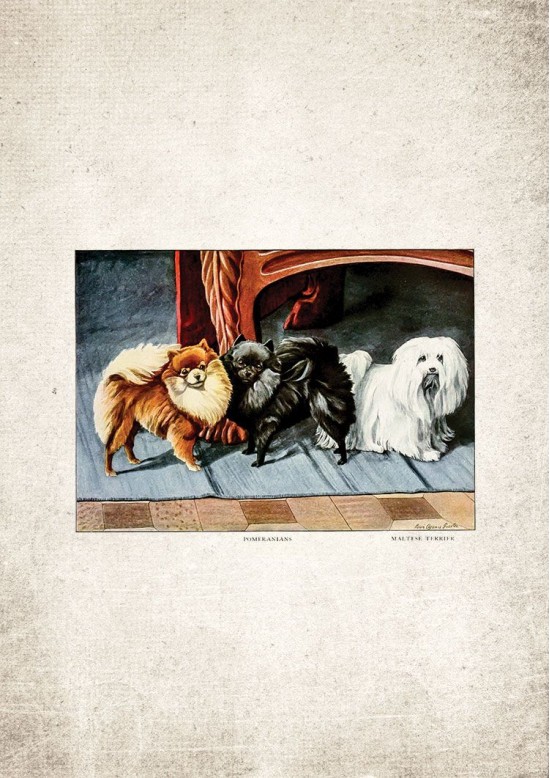 Pomeranian Giclee Print