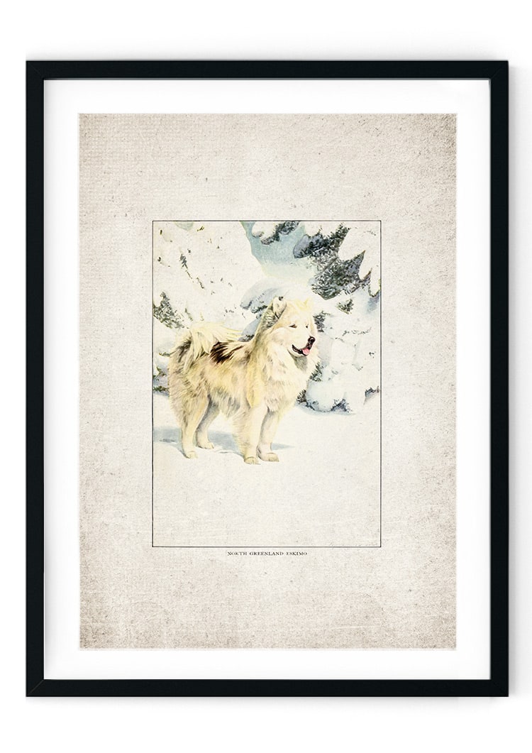 Icelandic Mountain Dog Giclee Print