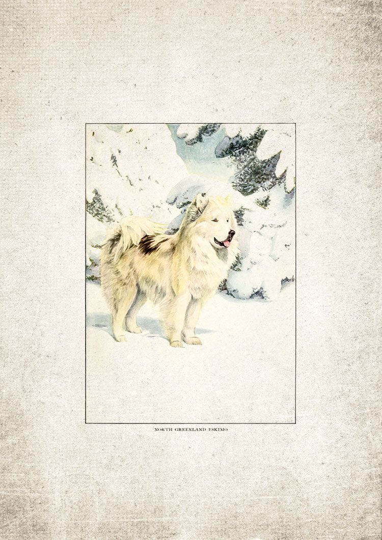 Icelandic Mountain Dog Giclee Print