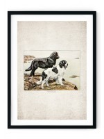Newfoundlands Giclee Print