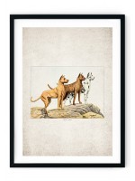 Great Dane Giclee Print