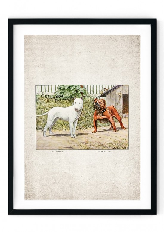 Bull Terrier Giclee Print