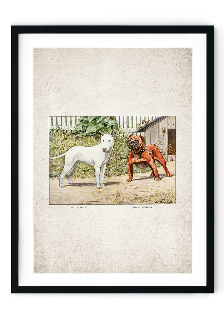 Bull Terrier Giclee Print