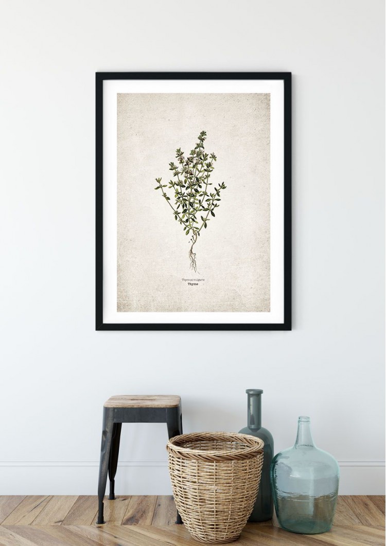 Thyme Kitchen Herb Giclee Print Thyme Kitchen Herb Giclee Print