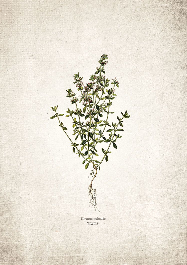 Thyme Kitchen Herb Giclee Print Thyme Kitchen Herb Giclee Print