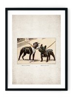French Bulldog Giclee Print