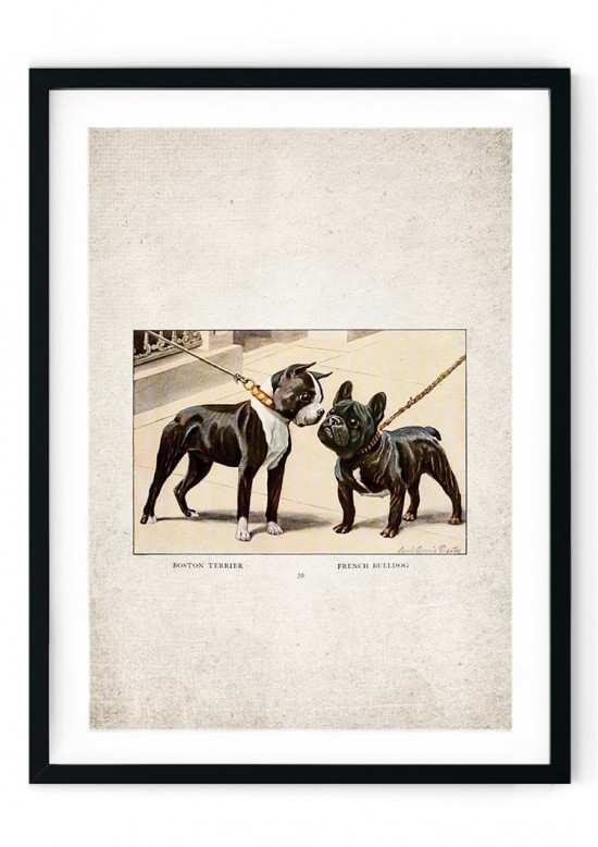 French Bulldog Giclee Print