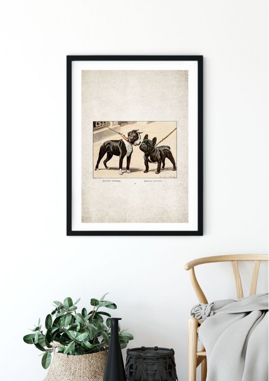 French Bulldog Giclee Print