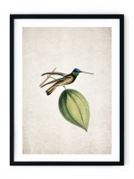 Hummingbird Giclee Print