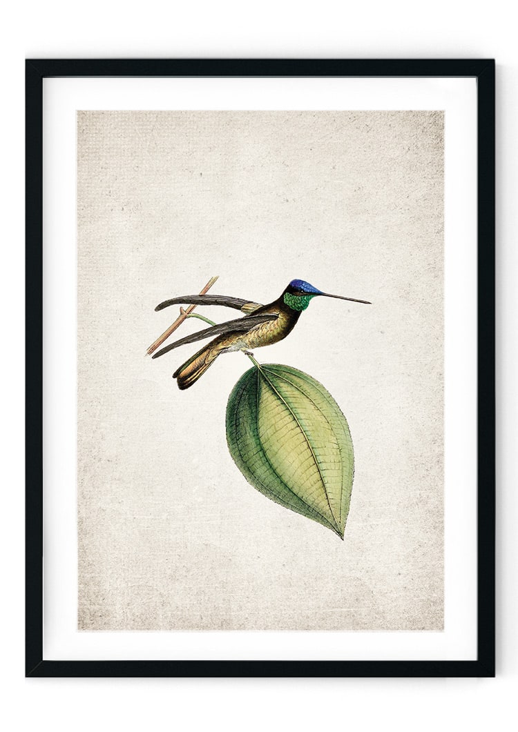 Hummingbird Giclee Print