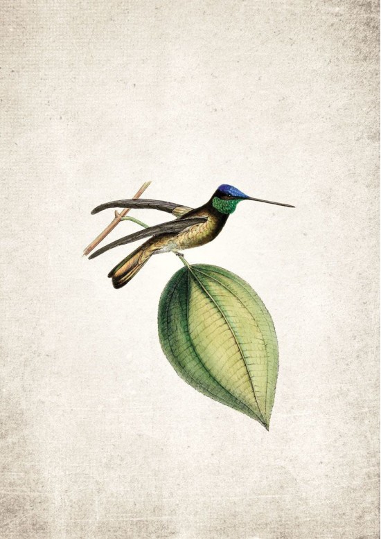 Hummingbird Giclee Print