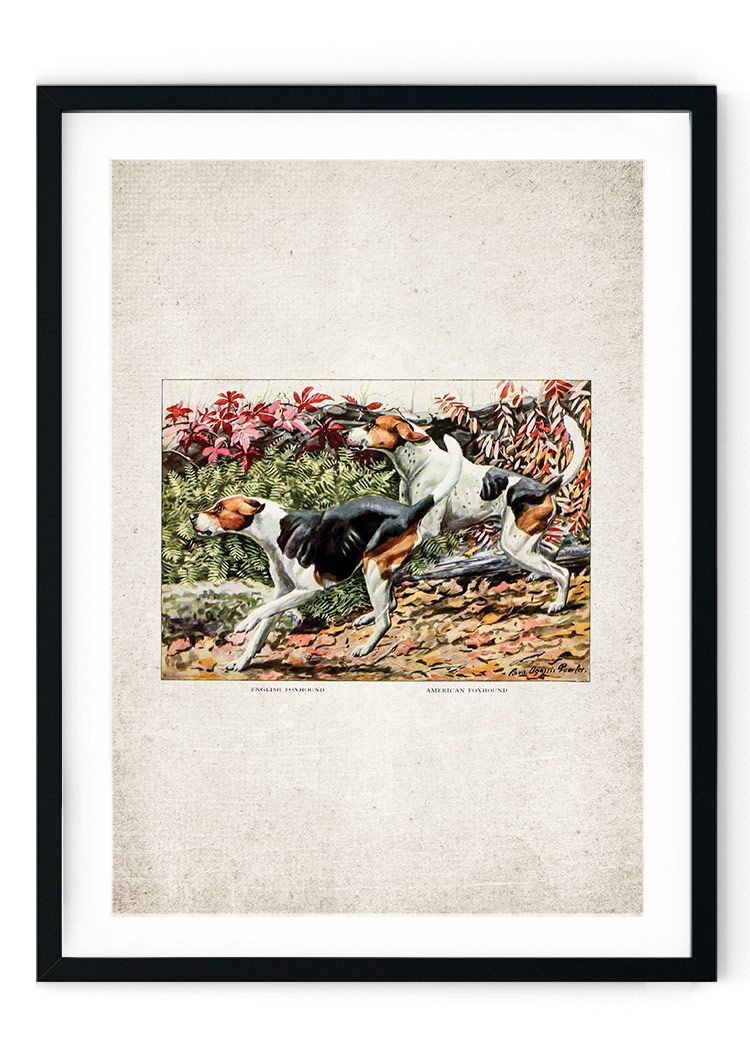 Foxhound Giclee Print