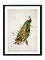 Peacock Giclee Print