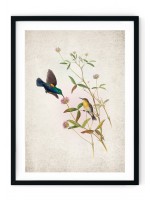 Palestine Sunbird Giclee Print