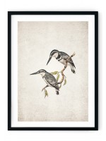 Kingfisher Giclee Print
