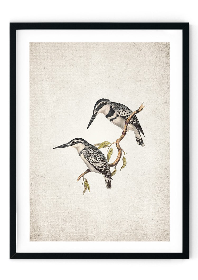 Kingfisher Giclee Print