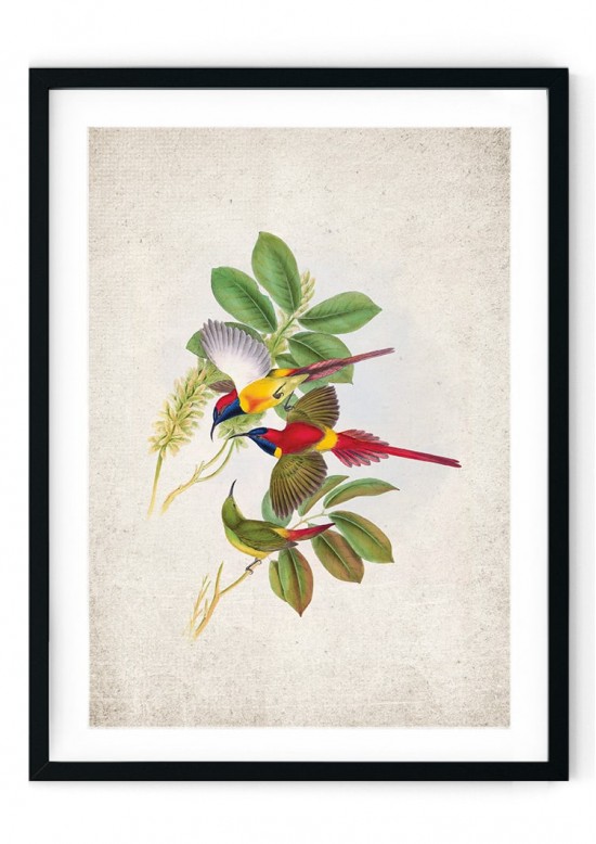 Fire-tailed Sunbird Giclee Print