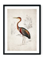Heron Giclee Print