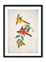 Grey-chinned Minivet Giclee Print