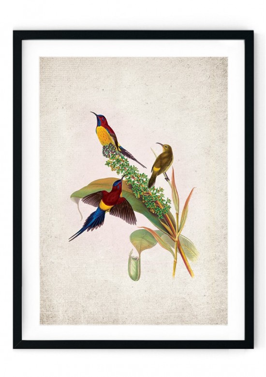 Birds of Asia Giclee Print