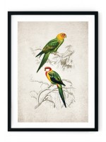 Birds of Paradise Giclee Print