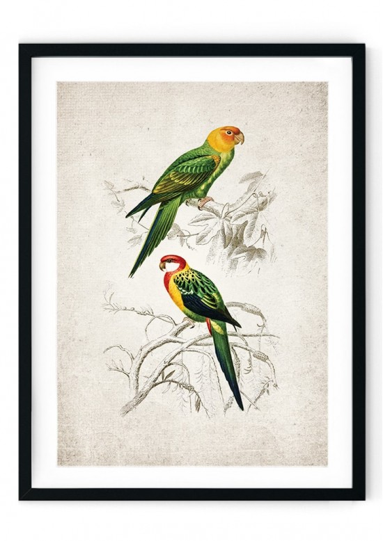Birds of Paradise Giclee Print