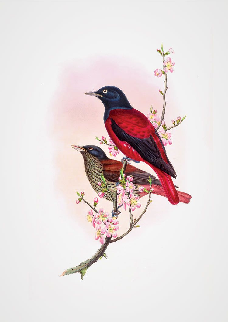 Ardens Bird Giclee Print