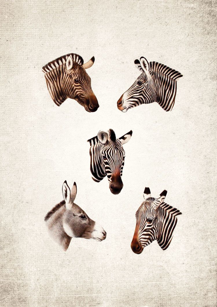 Zebra Giclee Print Zebra Giclee Print