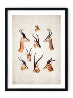 South African Game Giclee Print