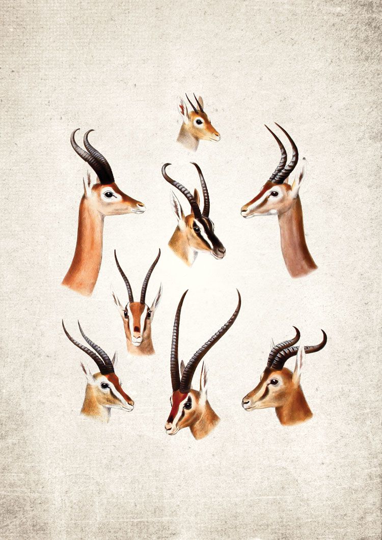 South African Game Giclee Print South African Game Giclee Print