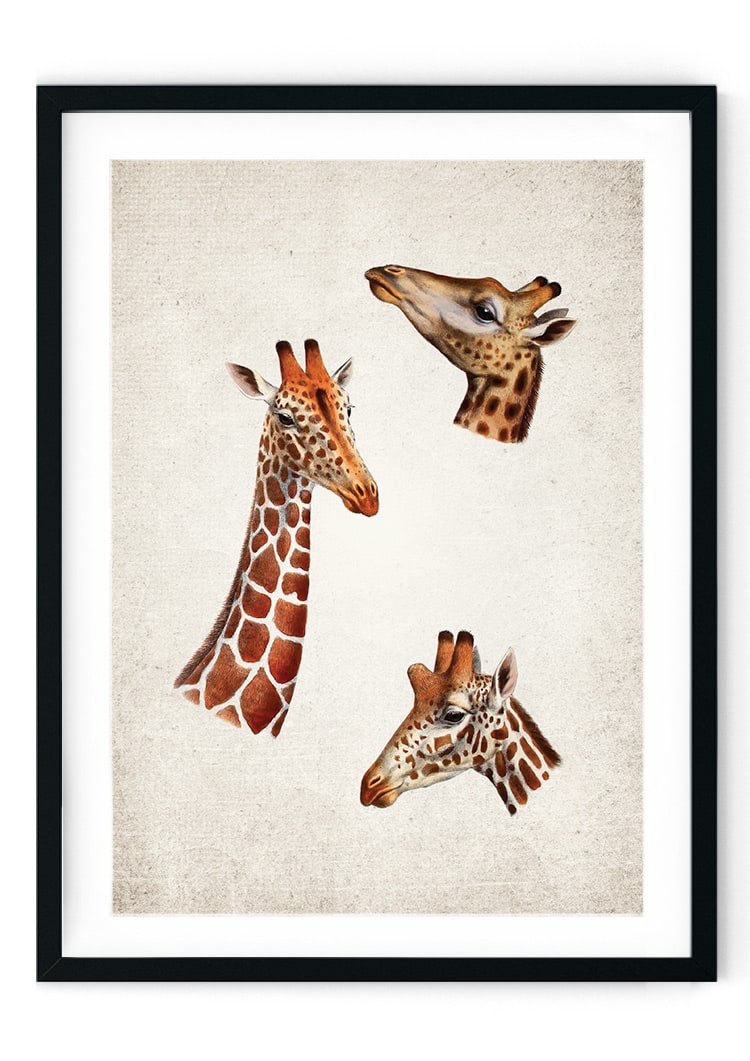 Giraffe Giclee Print