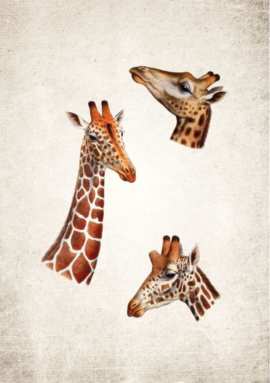 Giraffe Giclee Print
