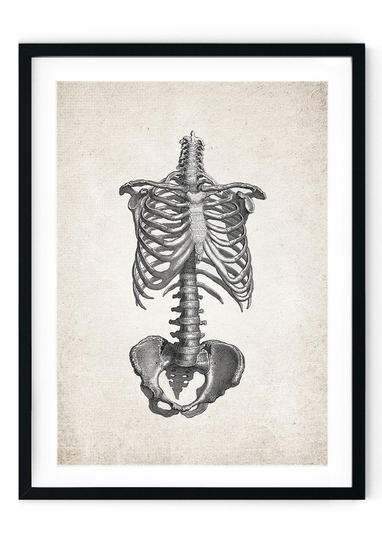 Ribcage Anatomy Giclee Print