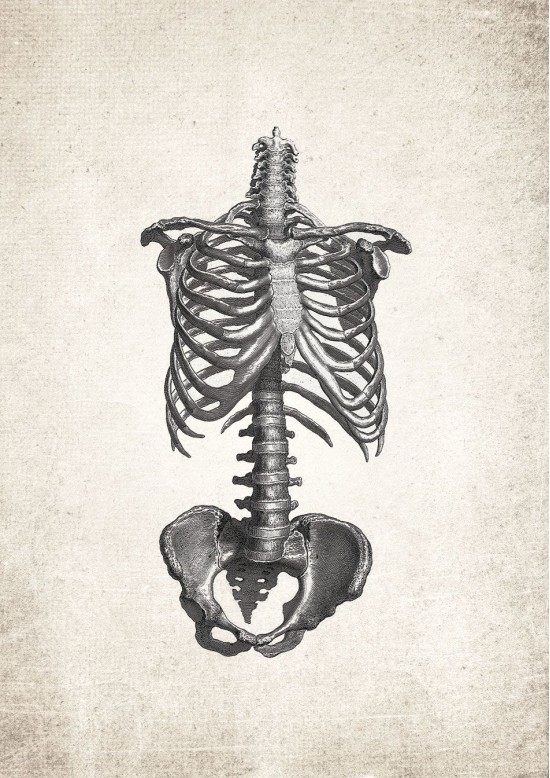Ribcage Anatomy Giclee Print