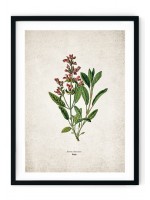 Sage Kitchen Herb Giclee Print