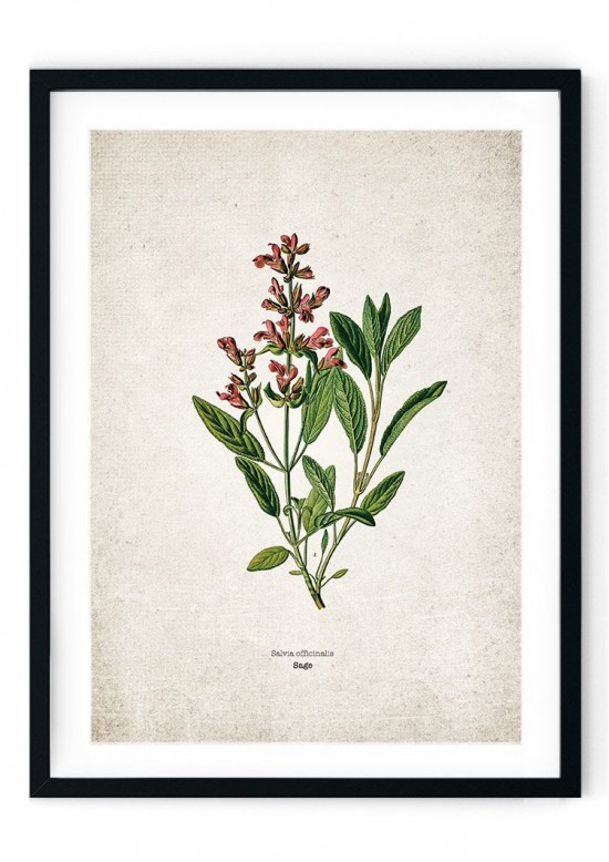 Sage Kitchen Herb Giclee Print Sage Kitchen Herb Giclee Print