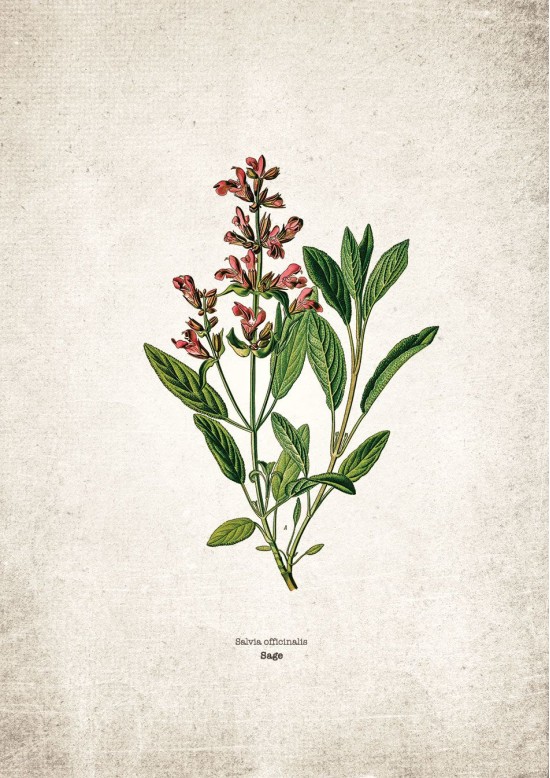 Sage Kitchen Herb Giclee Print Sage Kitchen Herb Giclee Print