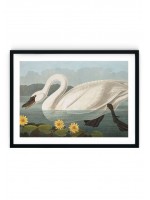 English Swan Giclee Print