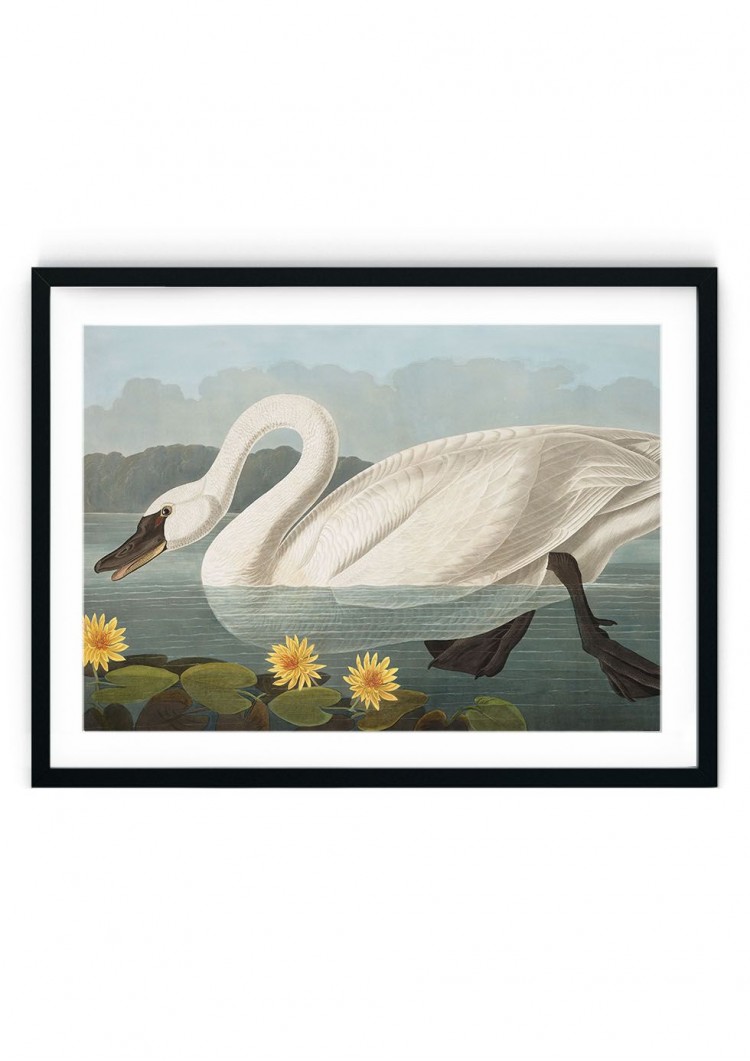 English Swan Giclee Print