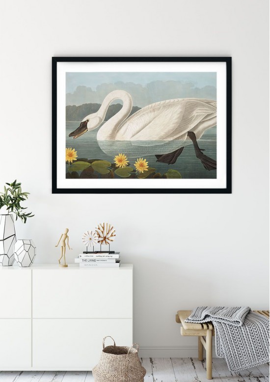 English Swan Giclee Print