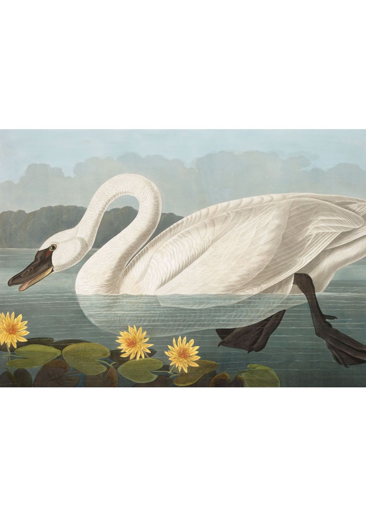 English Swan Giclee Print English Swan Giclee Print