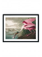Spoonbill Giclee Print