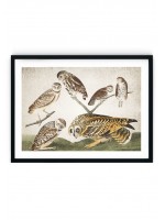 Burrowing Owl Giclee Print