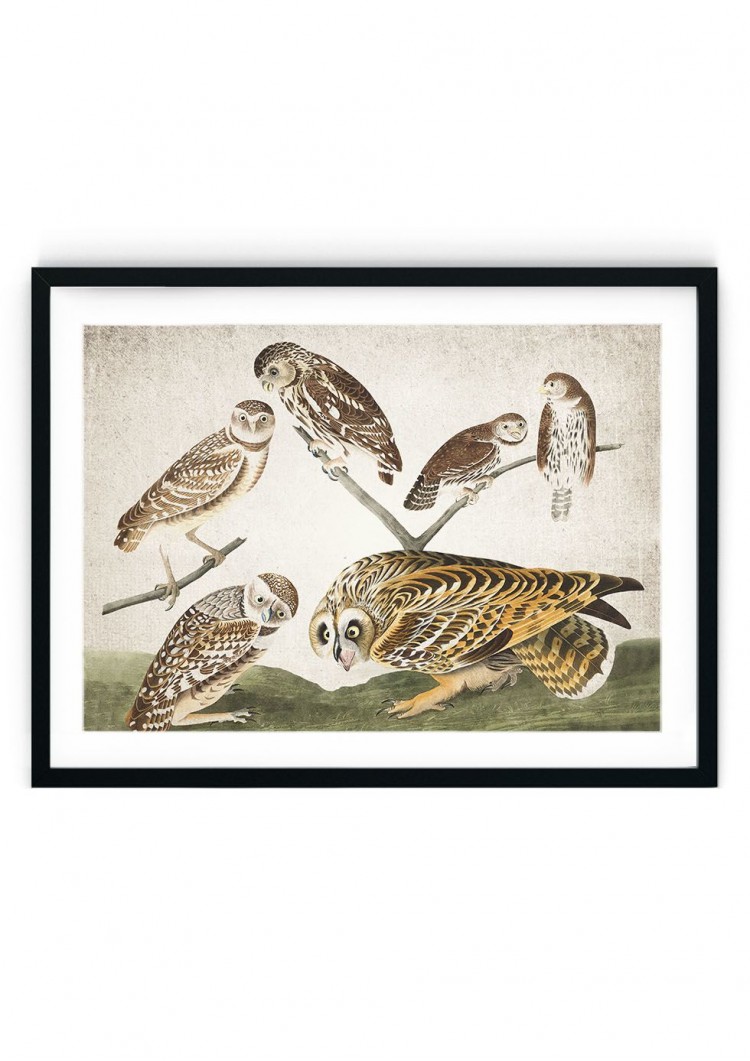 Burrowing Owl Giclee Print